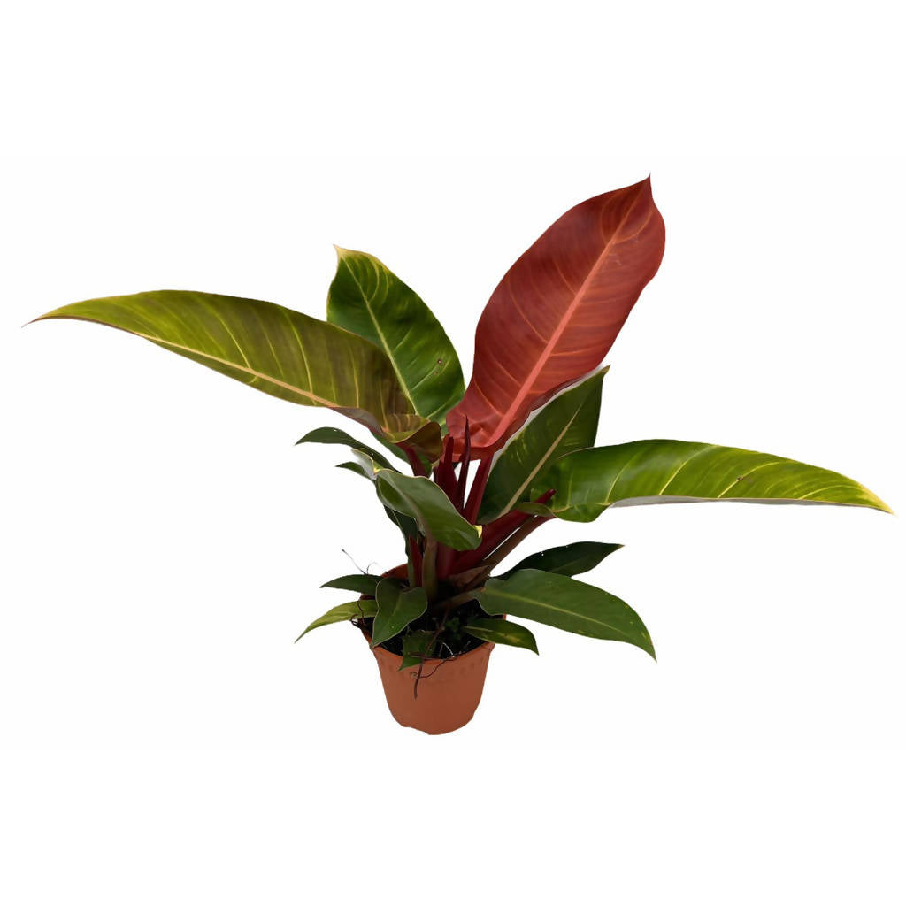 Philodendron Prince Of Orange (0.40m)