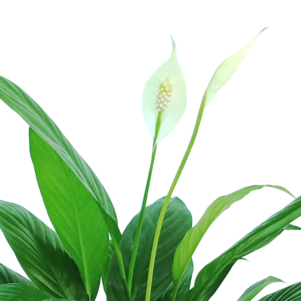 Peace Lily in White Brussels Round 14cm Set (0.3m)