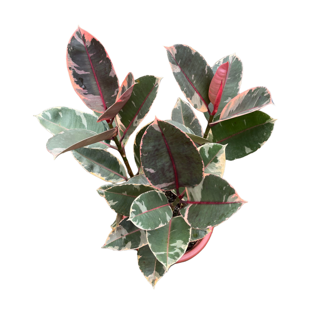 Ficus elastica 'Ruby' Rubber Tree 3in1 (0.7m)