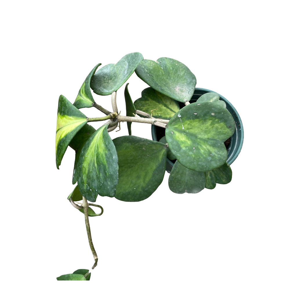 Hoya Kerrii, Sweetheart Plant (0.3m)