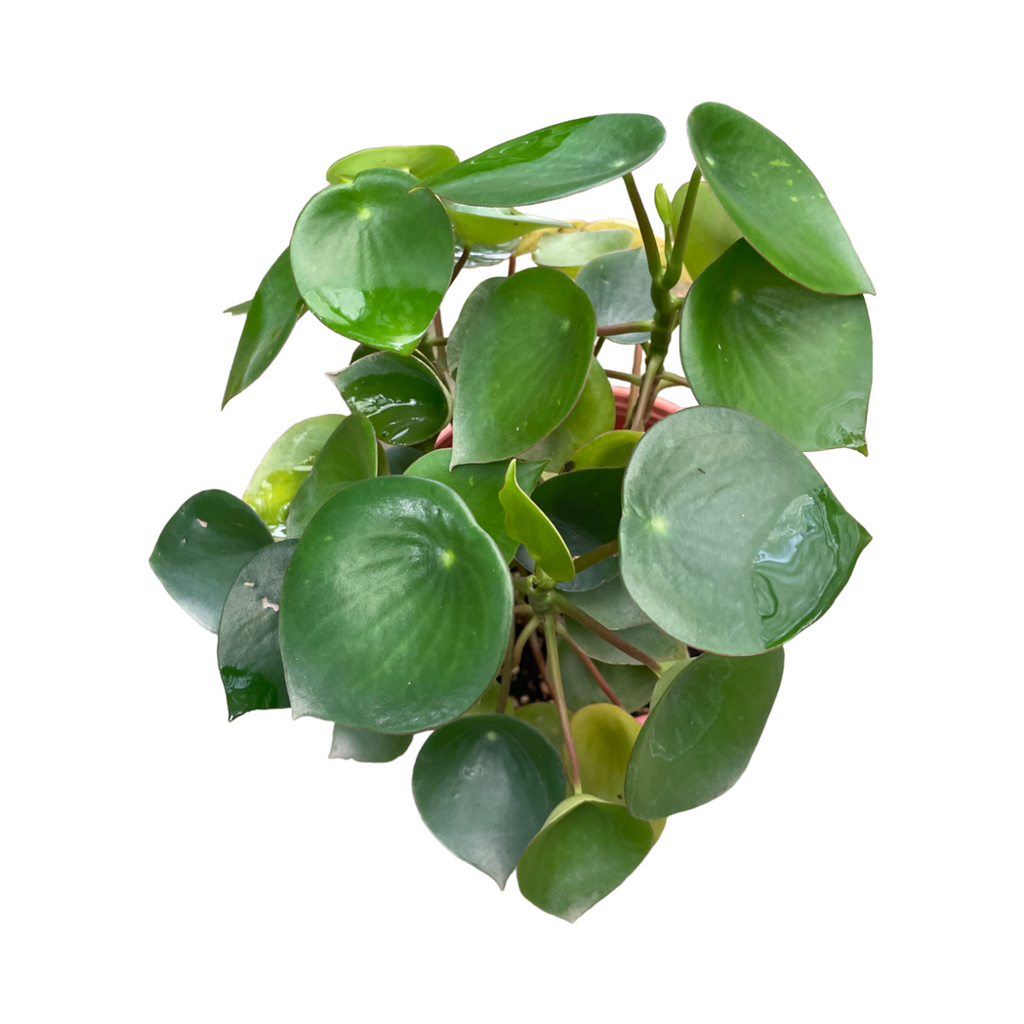 Pilea peperomioides, Chinese Money Plant in Velvet Violet Brussels Diamond Round