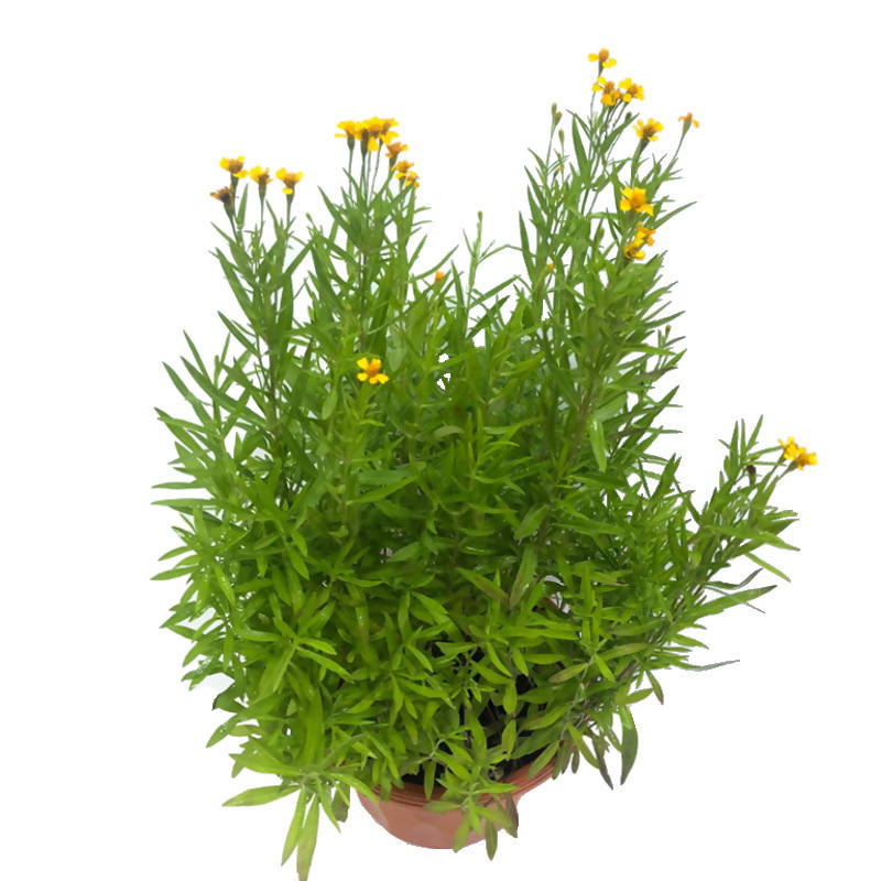 Artemisia dracunculus, Tarragon (0.45m)