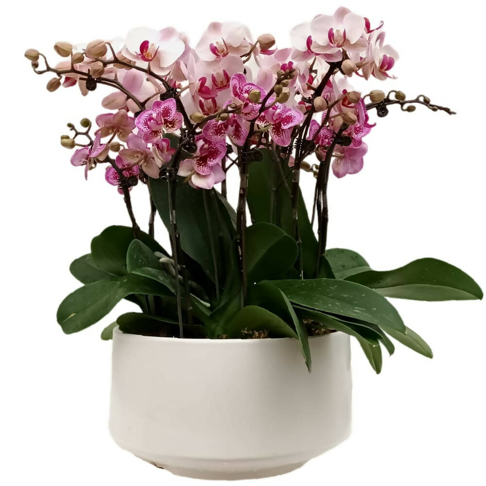 8 Mini Phalaenopsis in Pot