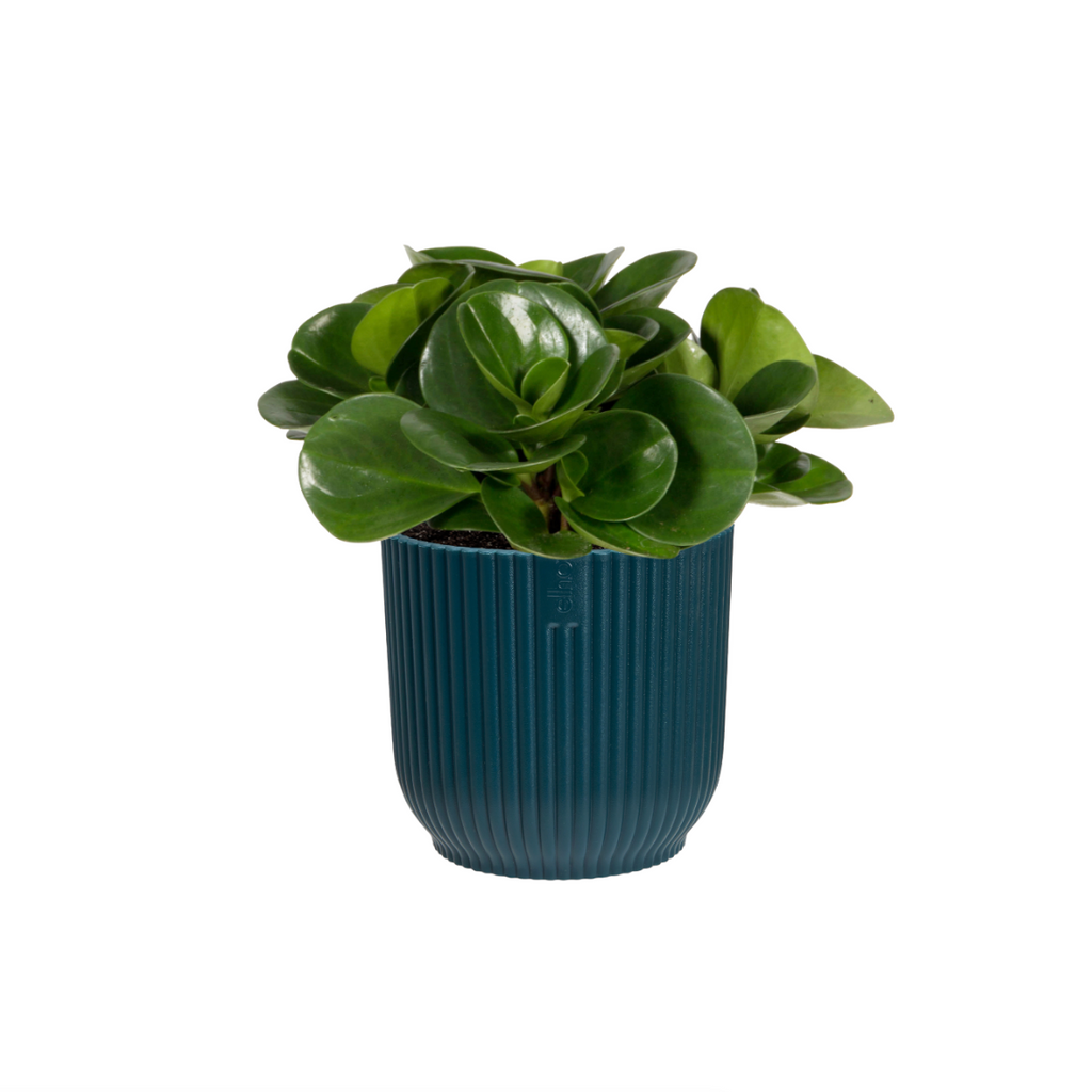 Peperomia Obtusifolia in Deep Blue Vibes Fold Round 14cm (0.35m)