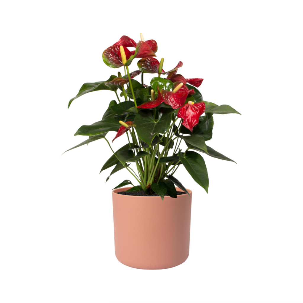 Anthurium Red in Delicate Pink B for Soft Round 14cm (0.25m)