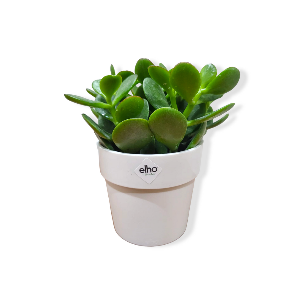 Jade Plant in White B for Original Round Mini 9cm (0.1m)