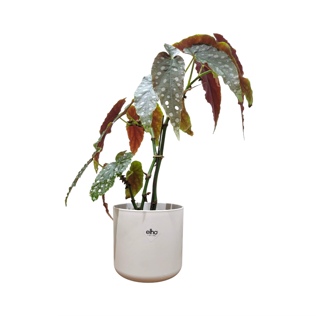 Begonia Maculata in White B for Soft Round 14cm (0.35m)