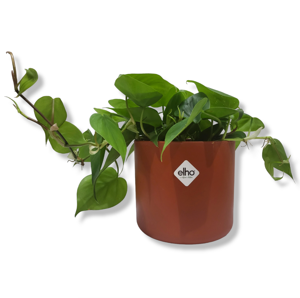 Philodendron Scandens Green in Brique B for Soft Round 14cm (0.25m)