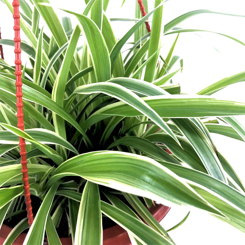 Chlorophytum comosum, Spider Plant (Hanging) (0.35m)