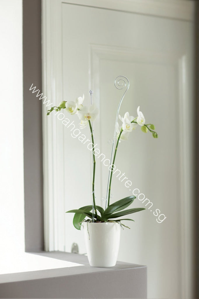 Brussels Diamond Orchid High 15cm in white