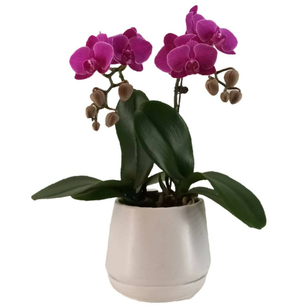 2 Mini Phalaenopsis in Pot