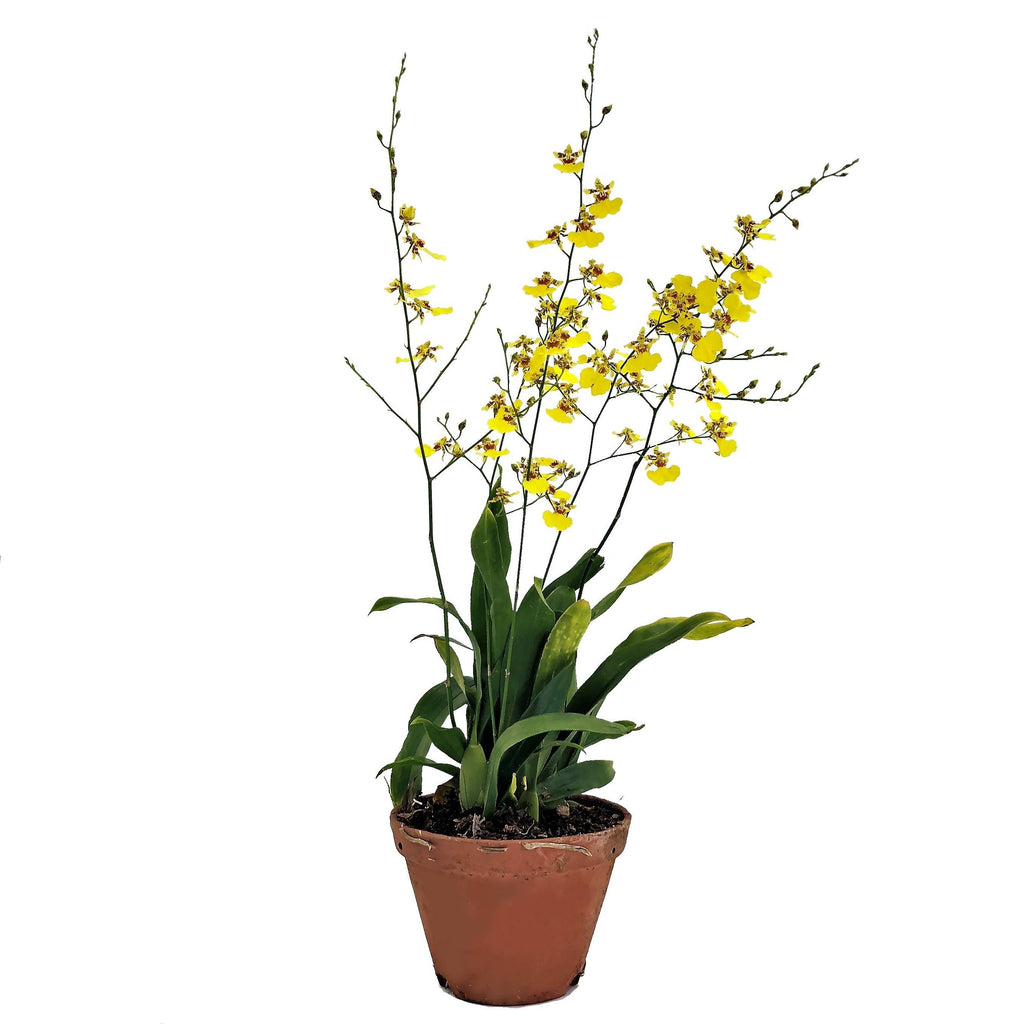 Oncidium goldiana ‘Golden Shower’, Dancing-lady Orchid (0.5m)