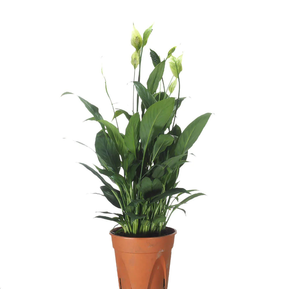 Spathiphyllum, Peace Lily (0.35mH)