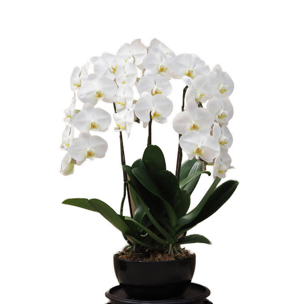 3 in 1 Phalaenopsis White in ceramic pot, Moth Orchid Arrangement