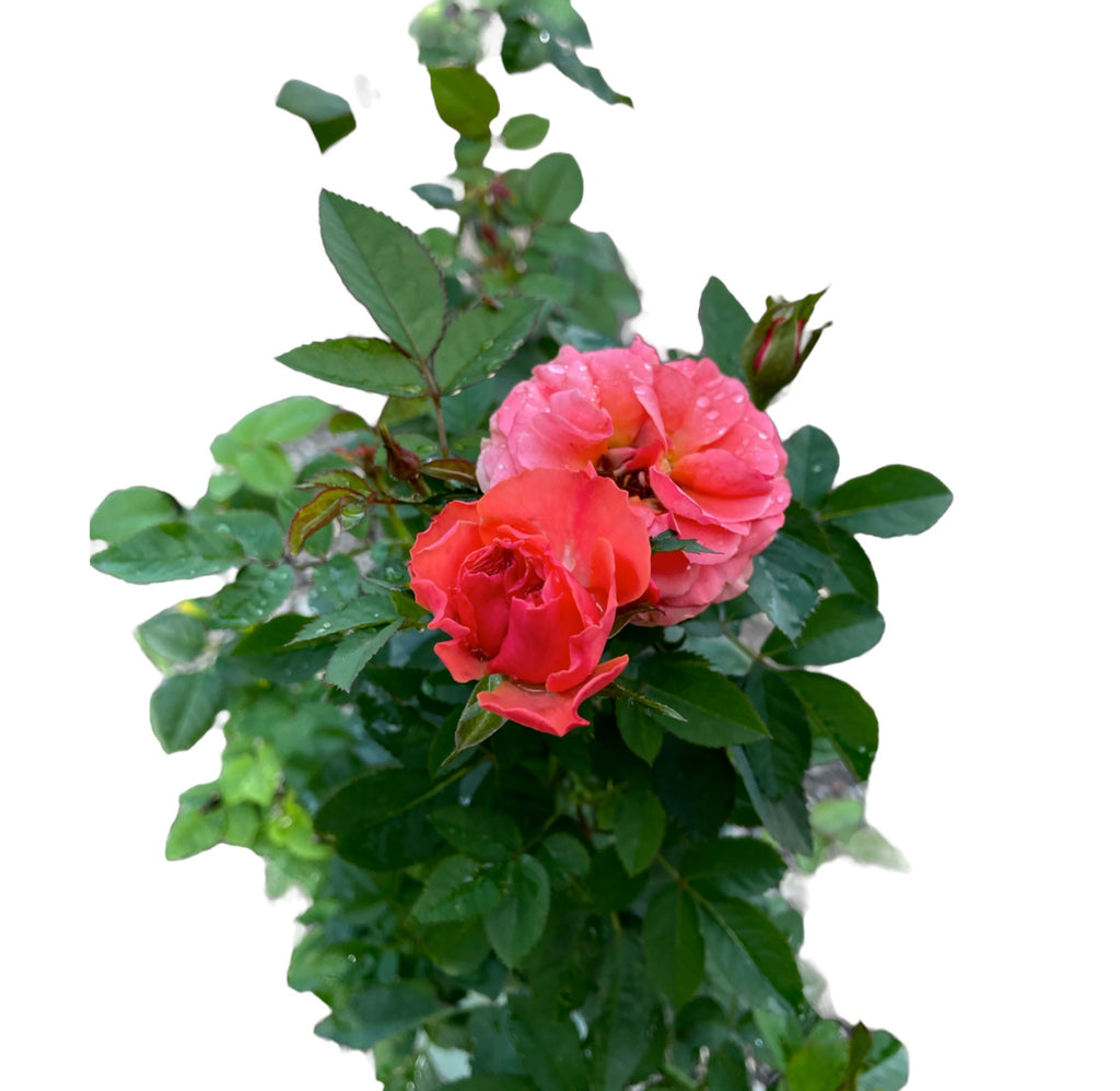 Assorted Rose (0.5m)