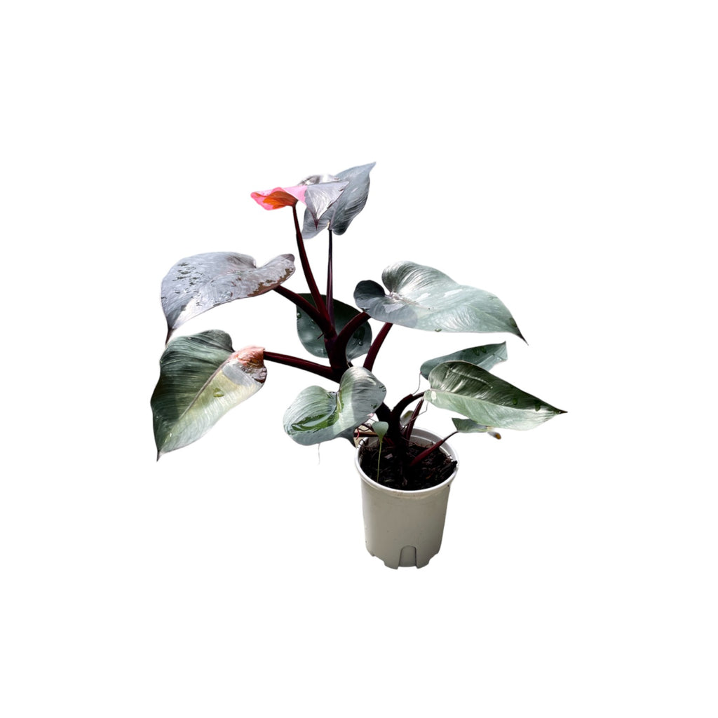 Philodendron Pink Princess (0.55m)