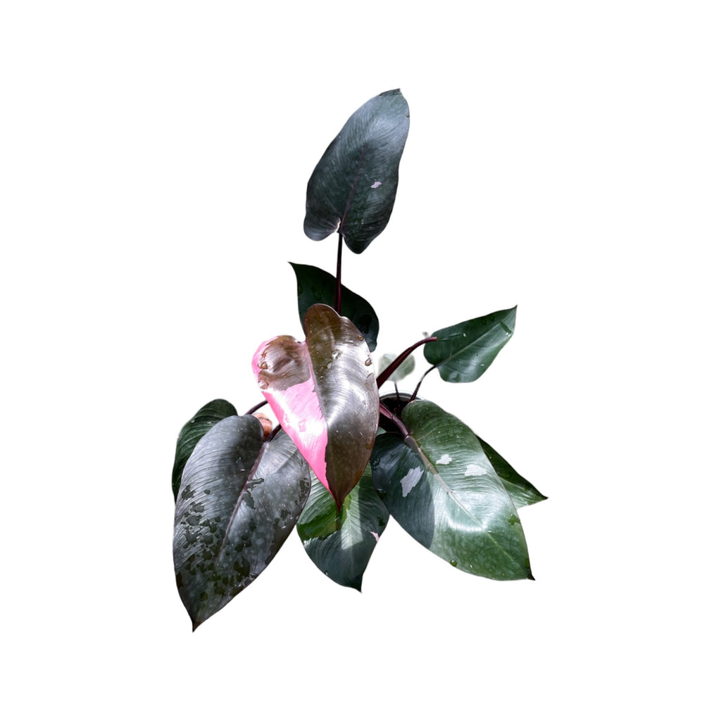 Philodendron Pink Princess (0.55m)