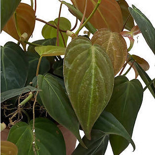 Philodendron micans (0.15m)