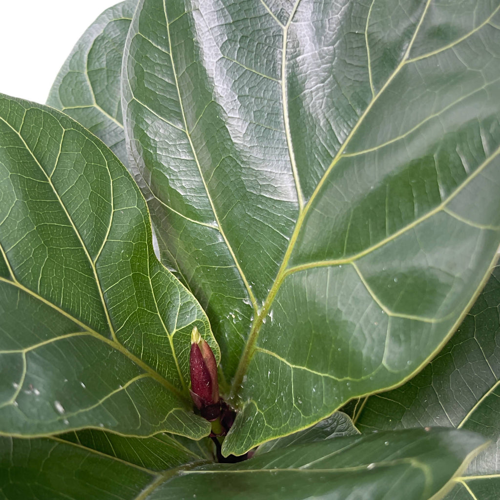 Ficus Lyrata, Fiddle-leaf Fig (0.5m)