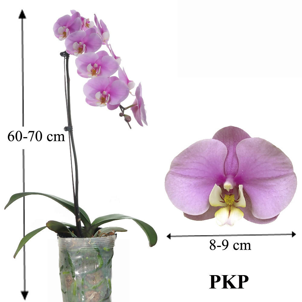 Phalaenopsis PKP (0.6m)