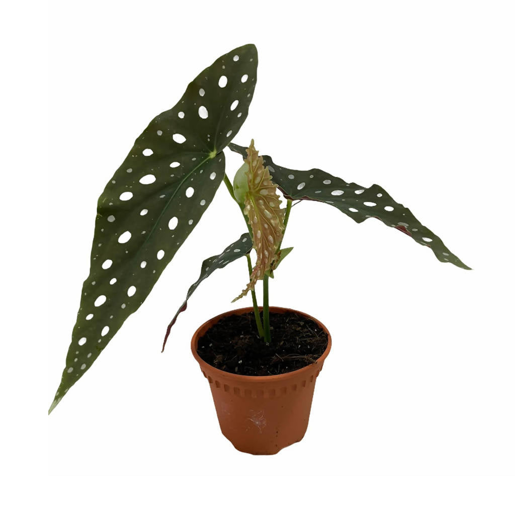Begonia maculata “Polka Dot” (0.25mH)
