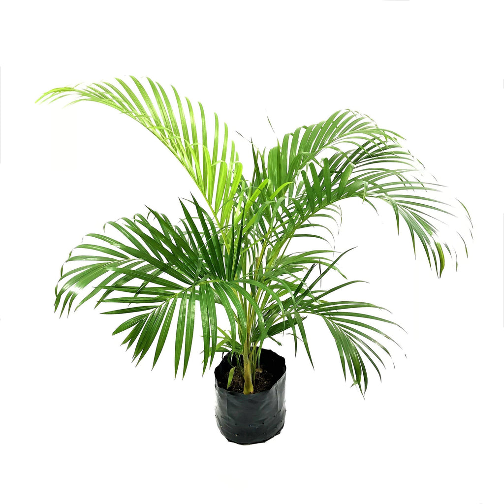 Dypsis lutescens, Yellow Palm in Bag (1.0m)