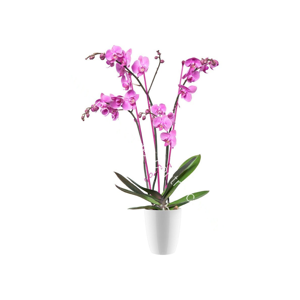 Brussels Diamond Orchid High 15cm in white