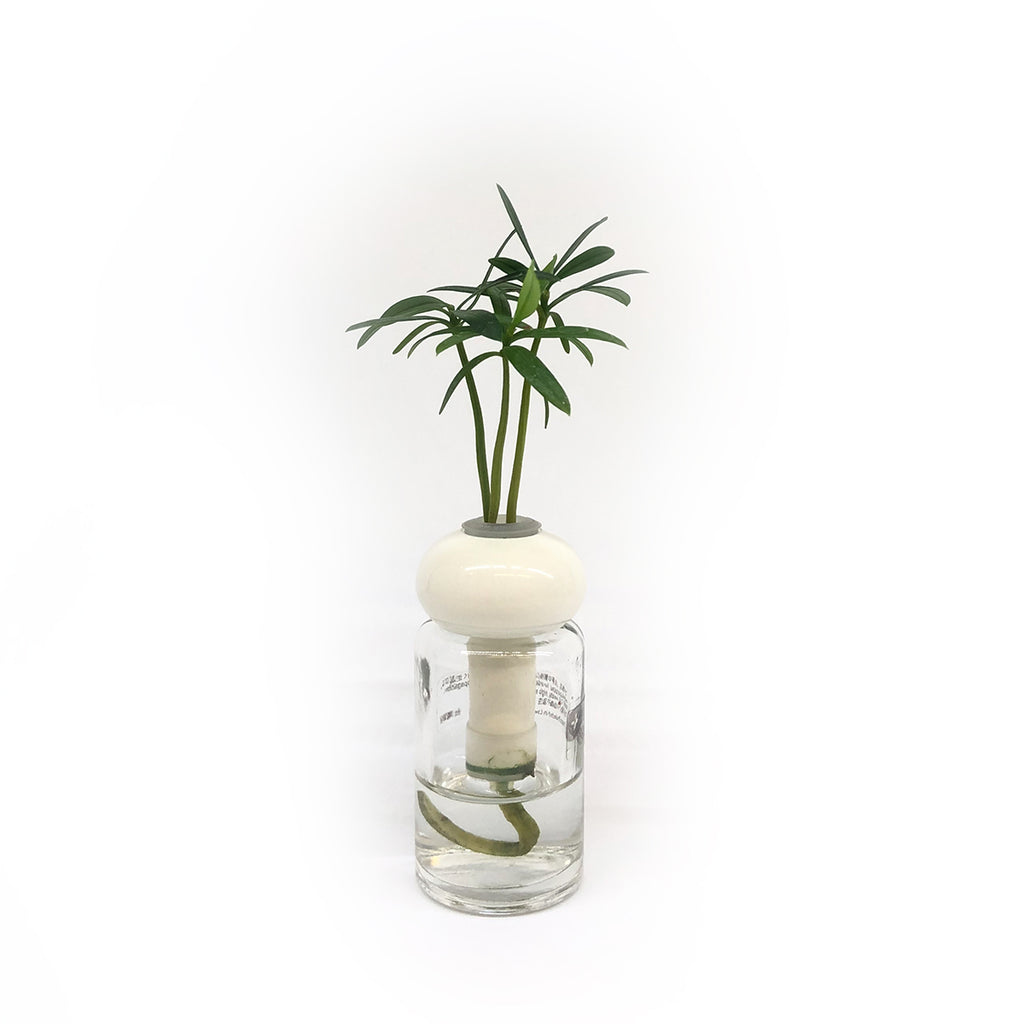 Hydroponic Bonsai in Cute Vase