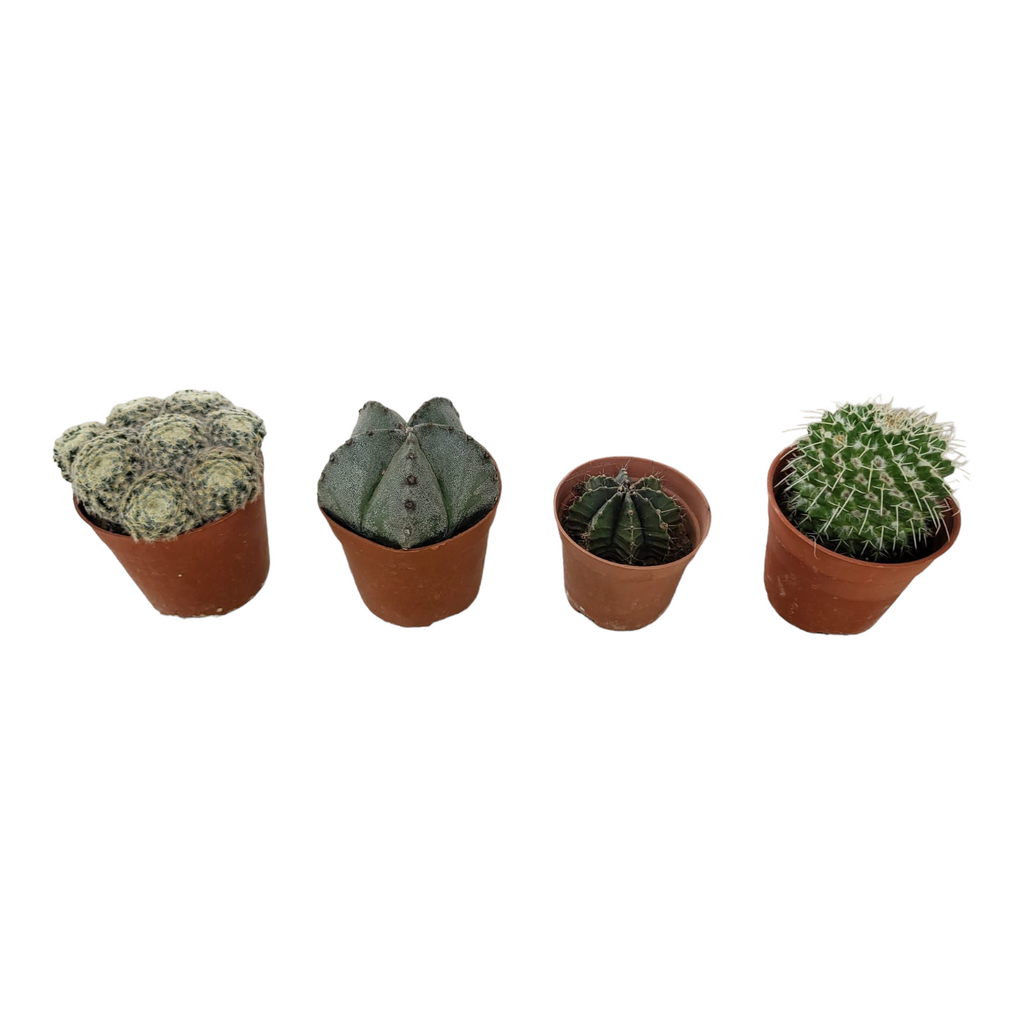 LeGrow 4-in-1 with Assorted Plants