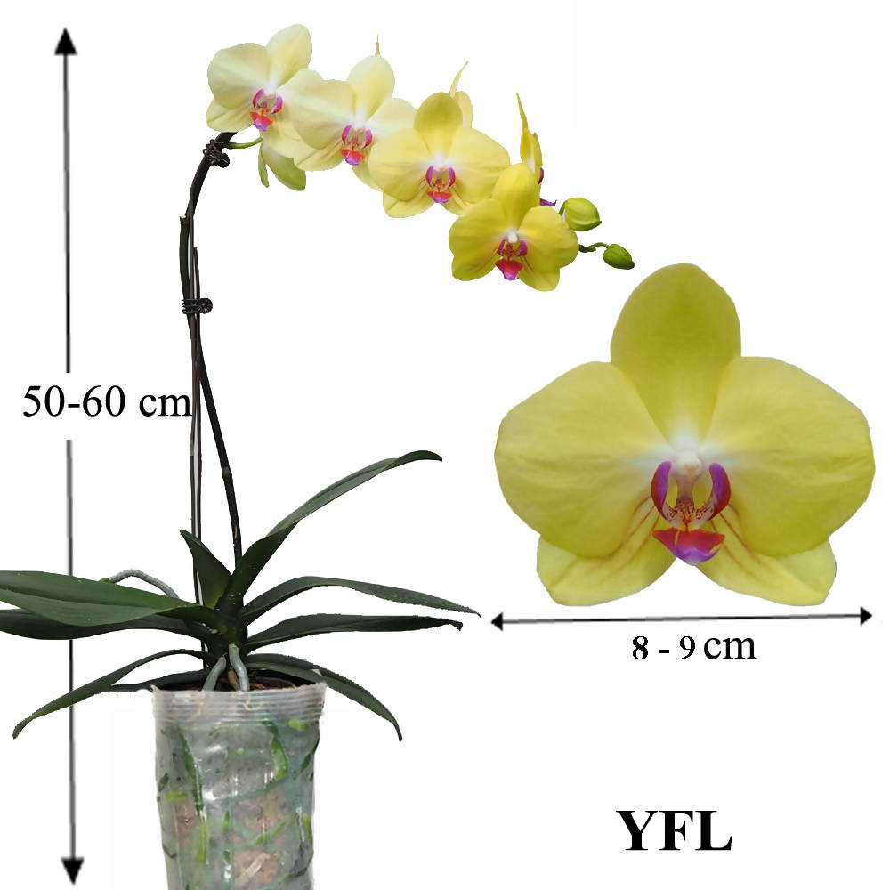 Phalaenopsis YFL (0.7m)