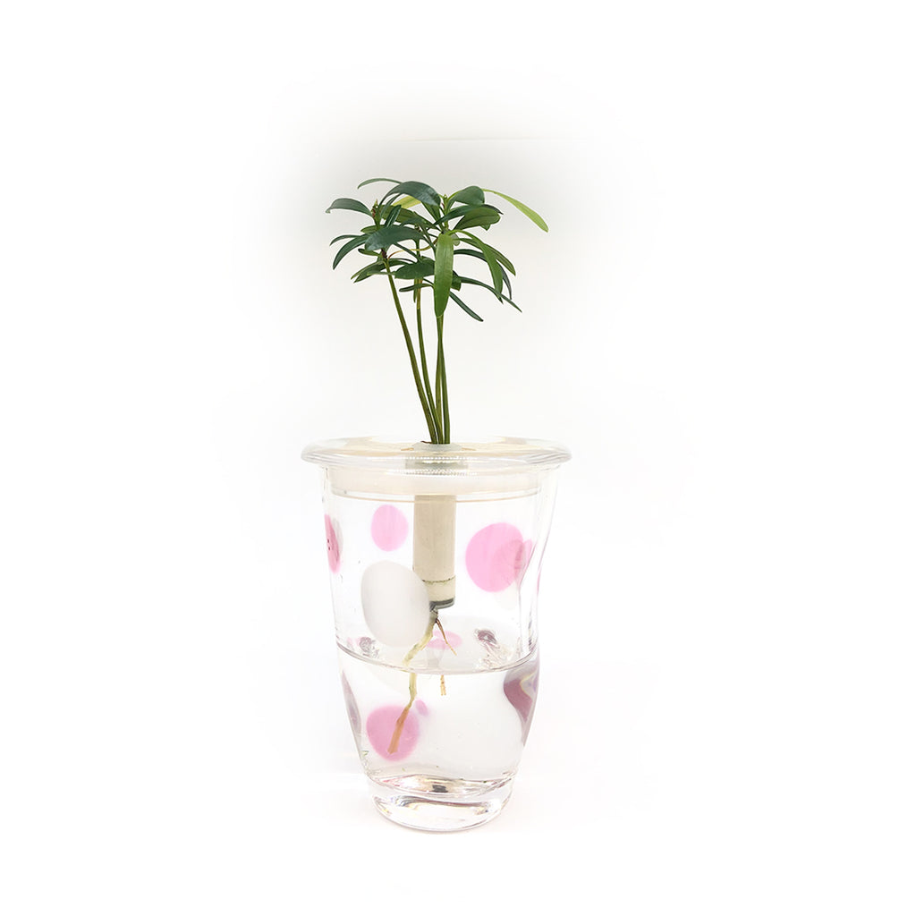 Hydroponic Bonsai in Flower Vase
