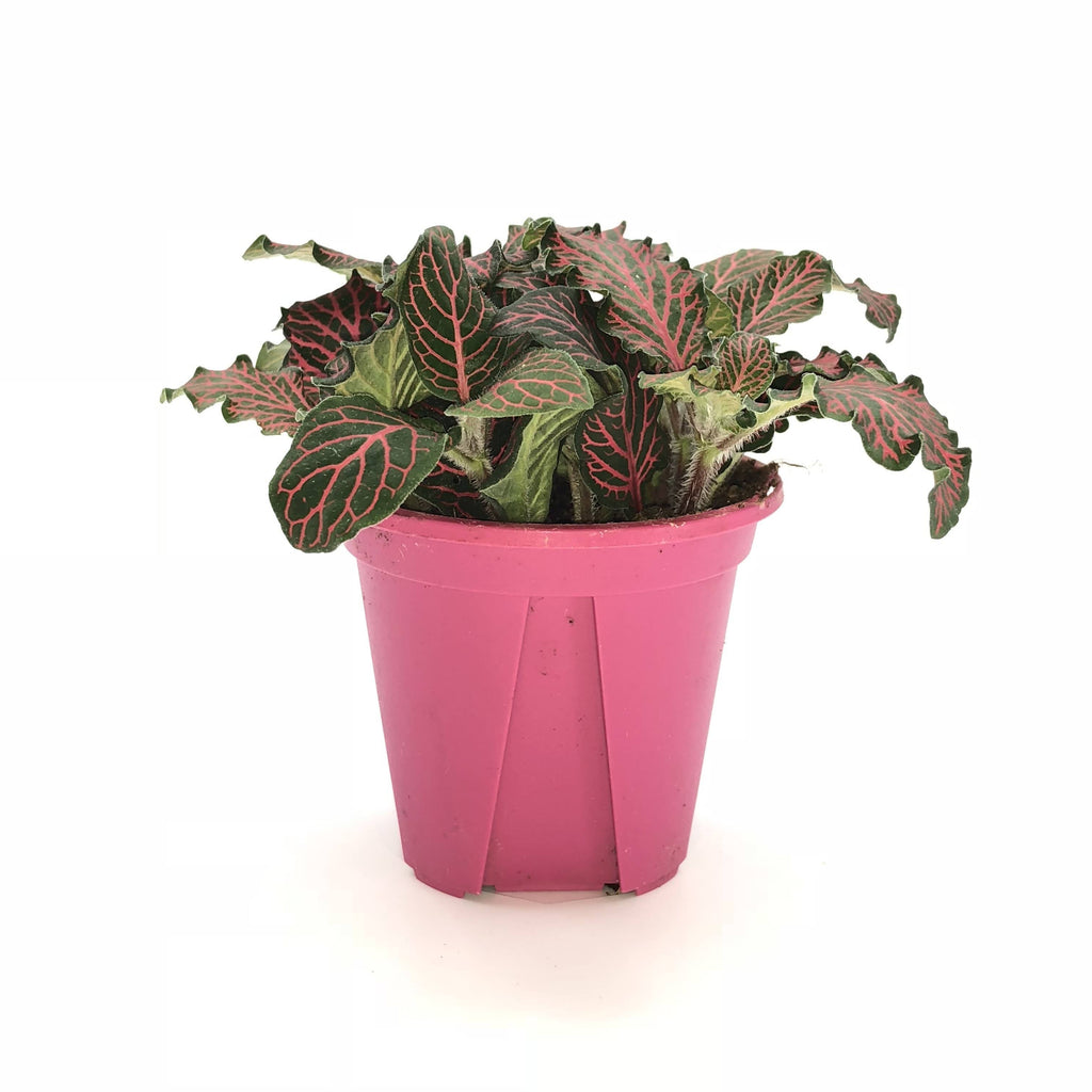 Fittonia sp., Nerve Plant (Red) (0.05m)