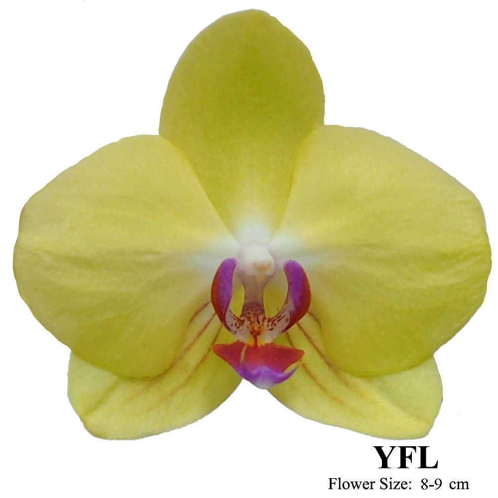 3 in 1 Phalaenopsis Yellow in Ceramic Pot, Moth Orchid Arrangement
