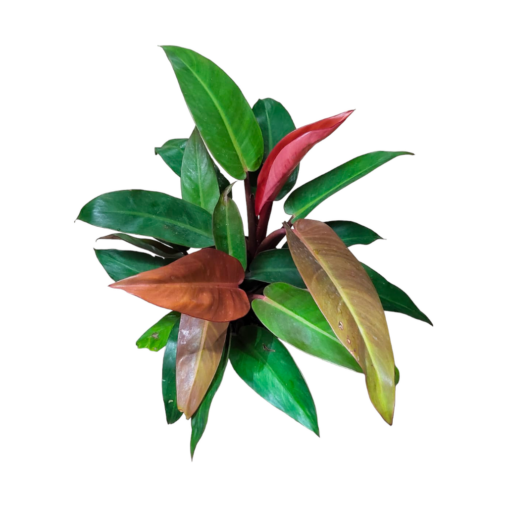 Philodendron 'Sun Red' in White B For Soft Round 18cm (0.35m)