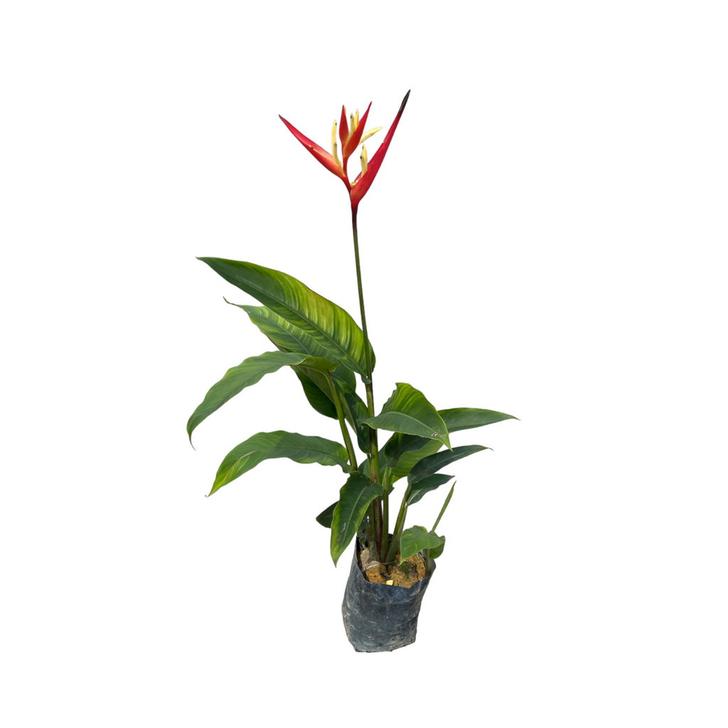 Heliconia Psittacorum, Heliconia Lady Diana in bag (0.8m)