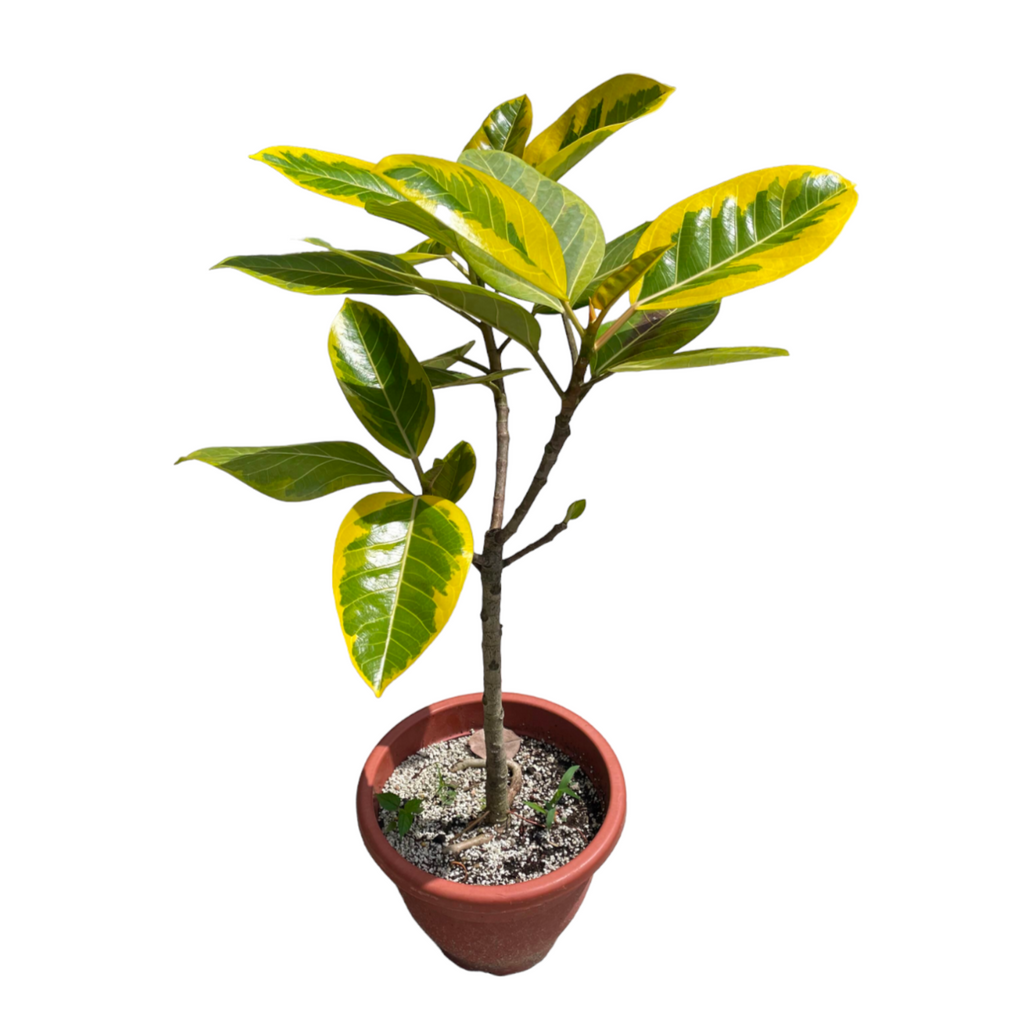 Ficus Elastica ‘Lemon Lime’, Rubber Plant (0.8m)