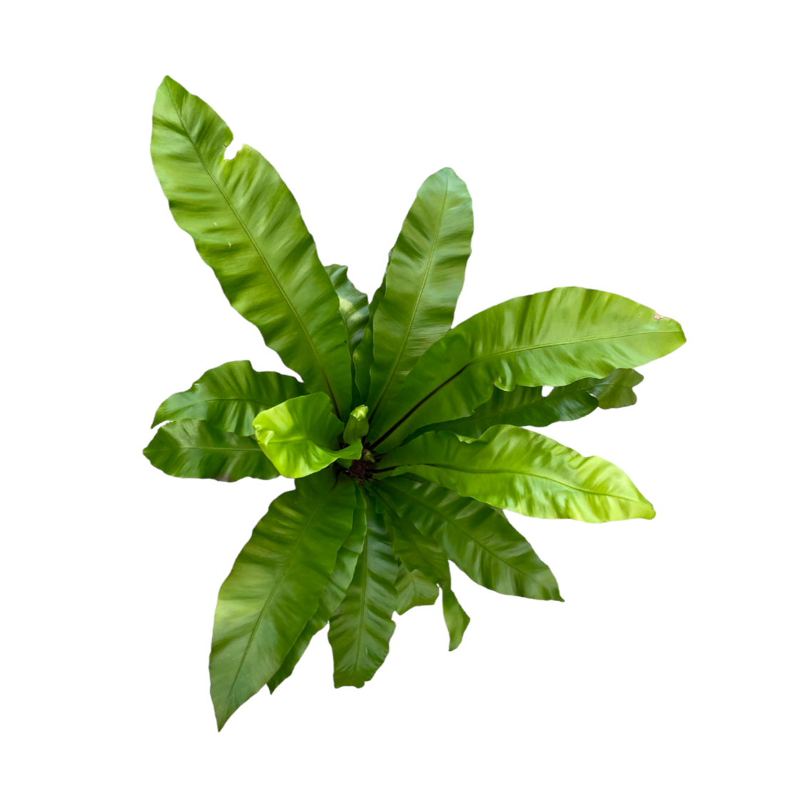 Asplenium Nidus, Bird Nest Fern (0.6m) Noah Garden Centre