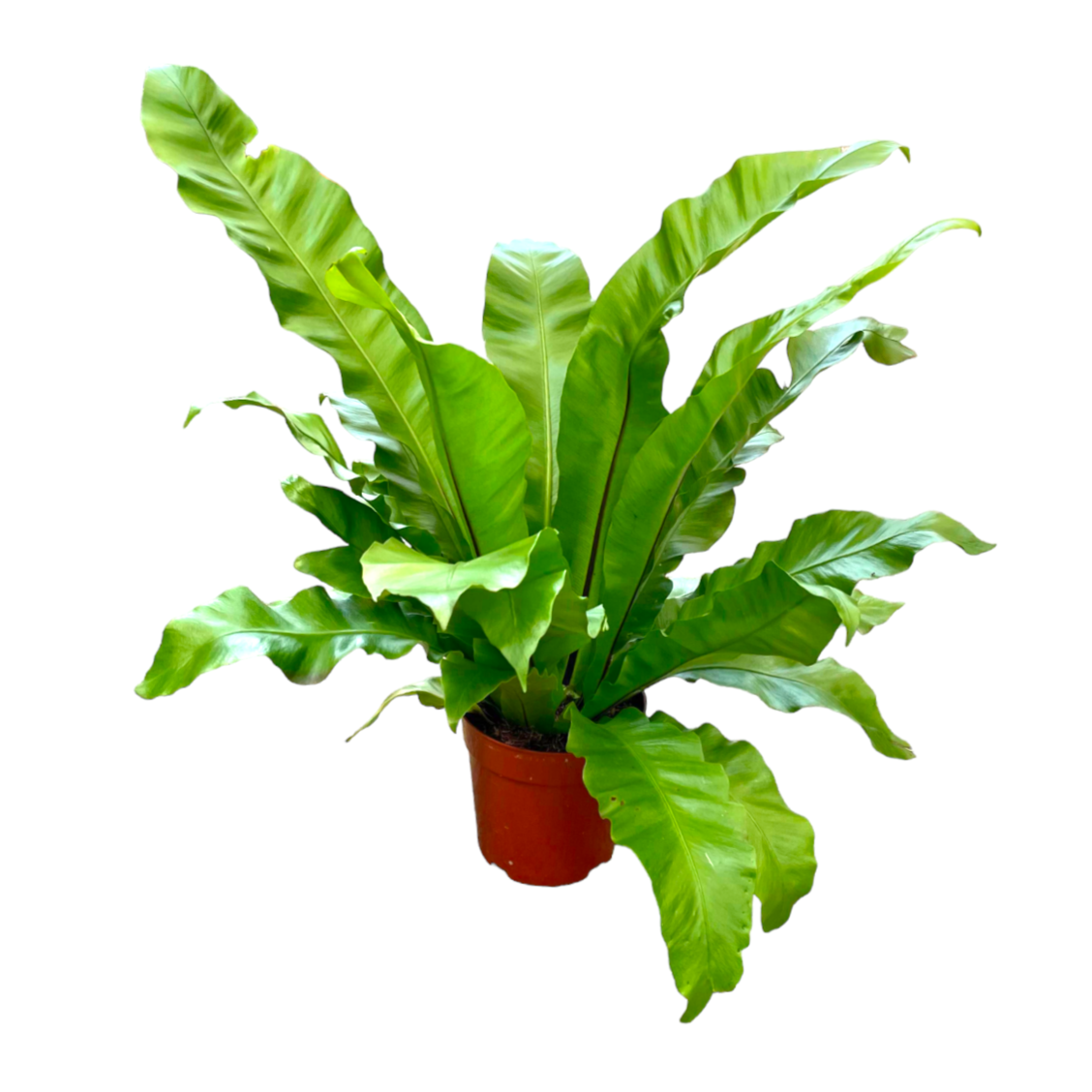 Asplenium Nidus, Bird Nest Fern (0.6m) Noah Garden Centre