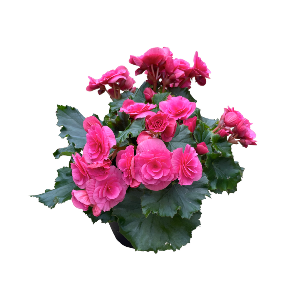 Assorted Begonia Rose in Anthracite Corsica Easy Hanger trio