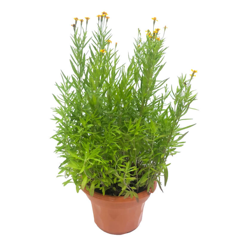 Artemisia dracunculus, Tarragon (0.45m)
