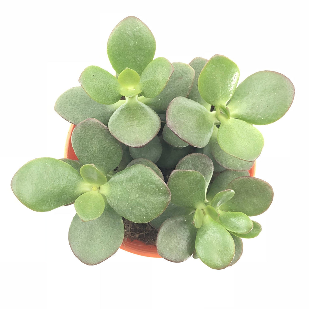 Jade Plant in White B for Original Round Mini 9cm (0.1m)