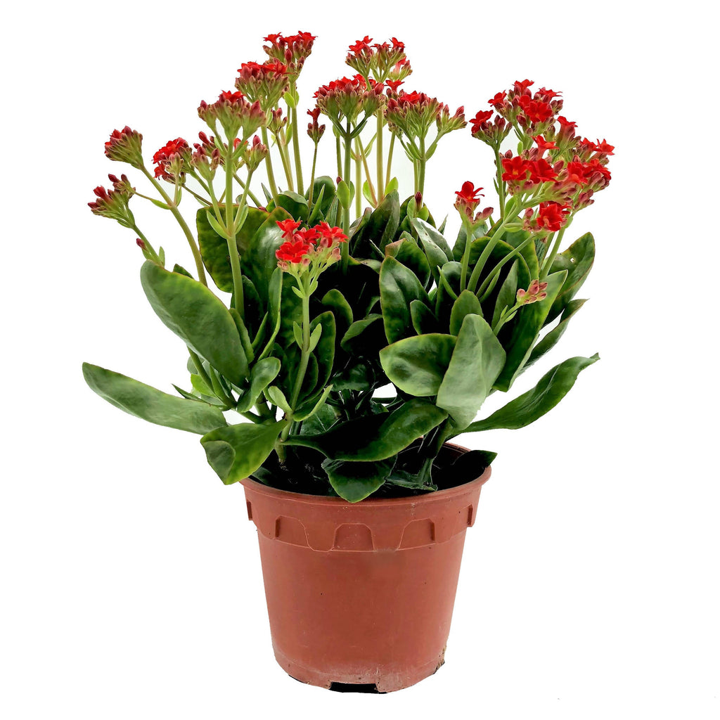 Kalanchoe, Red (0.3m)