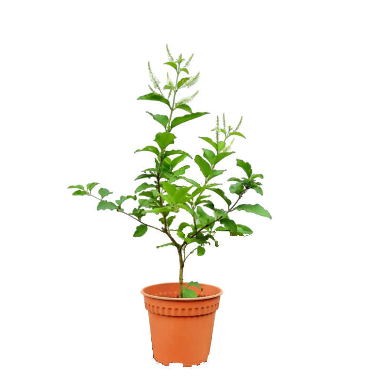 Aloysia virgata, Sweet Almond Verbena, Incense Bush (0.3mH)