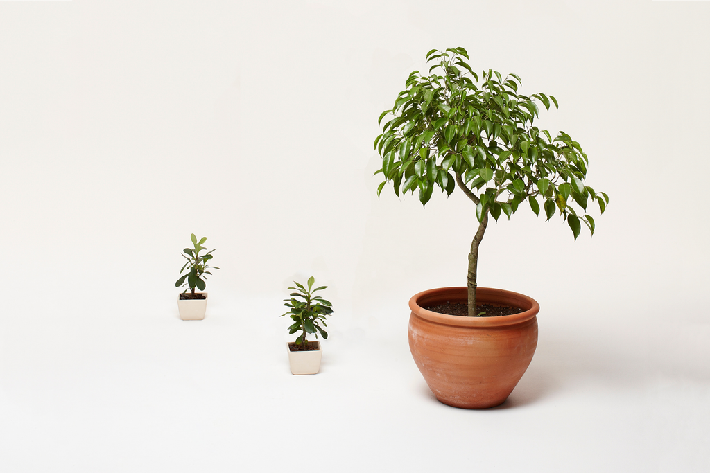 8 Plant Tips by Noah