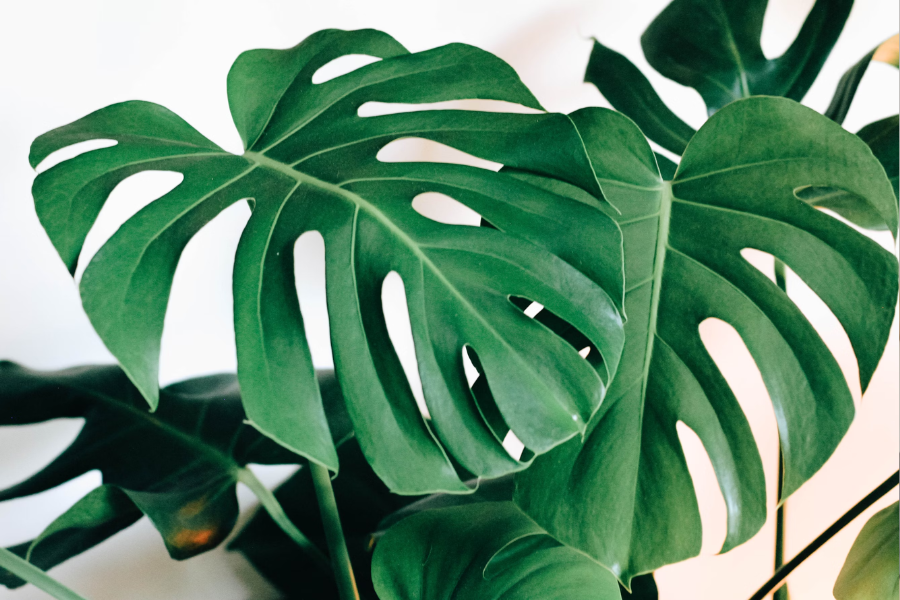 Monstera Plants and Fenestrations: Why Some Leaves Don’t Split and How to Encourage Beautiful Growth