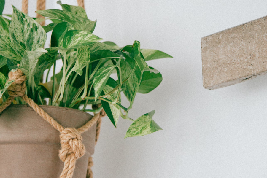 Common Indoor Plant Problems & How to Troubleshoot and Care for Houseplants