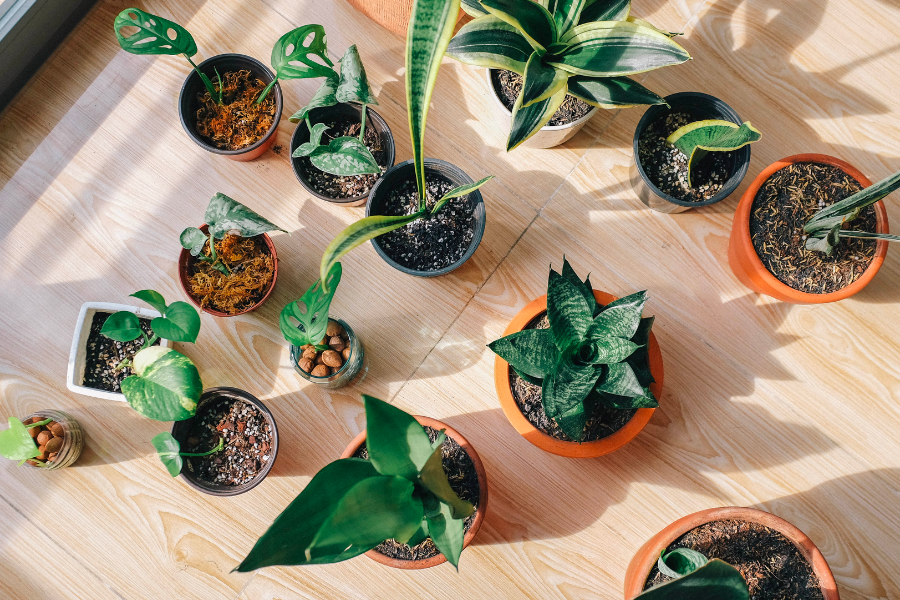 Noah's Guide: Plant Care To-Do List for Healthy and Happy Plants