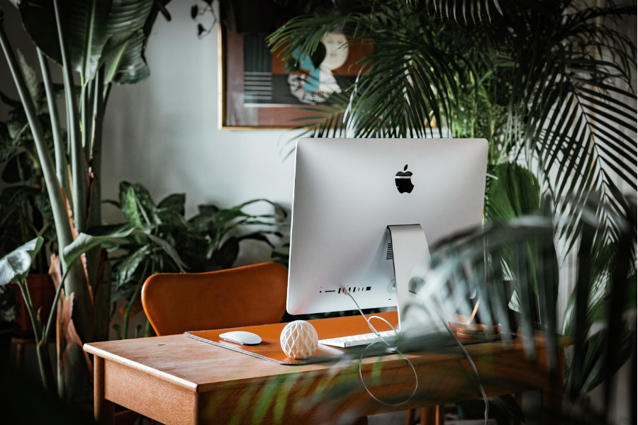 10 Best Indoor Plants for Your Office in Singapore (Table-top Edition)