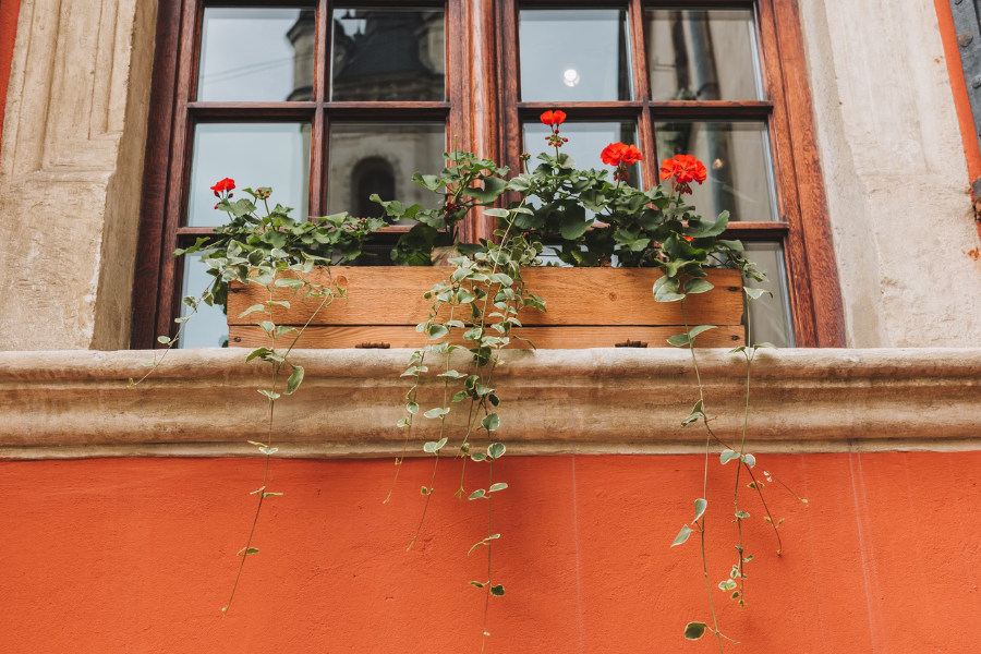 Keeping the Bloom Party Going: Tips for Longer-Lasting Flowers and Repeat Blooms