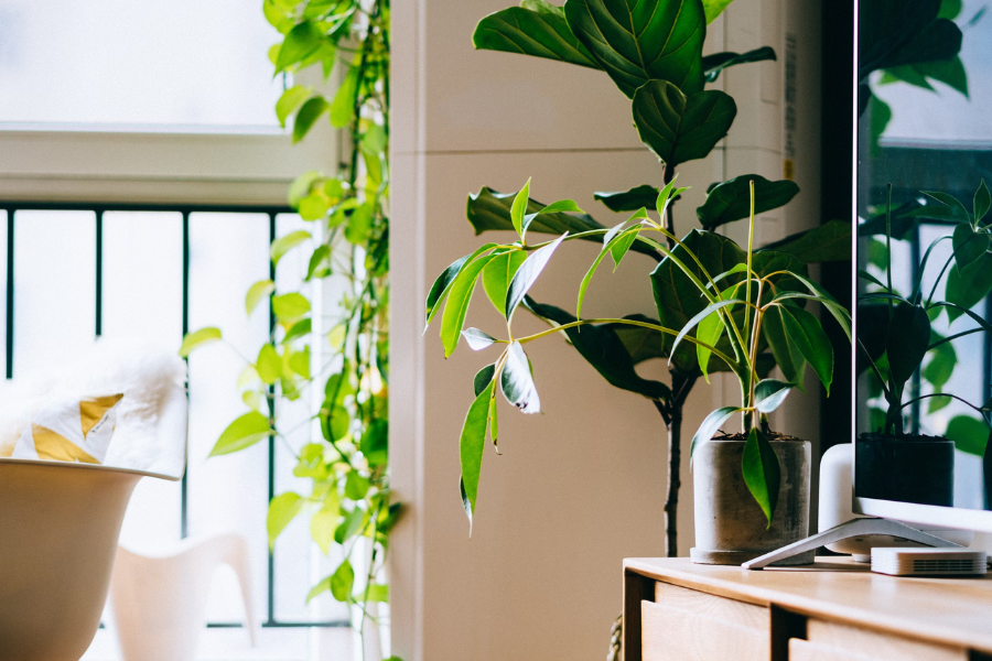 Breathe Easy, Work Better: Unleash the Power of Plants in Your Singapore Office